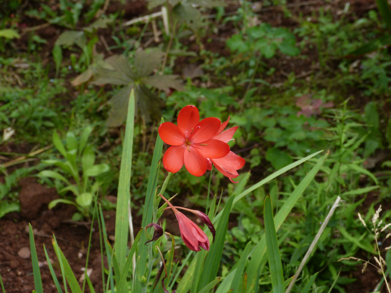 Hesperantha coccinea The Major.JPG