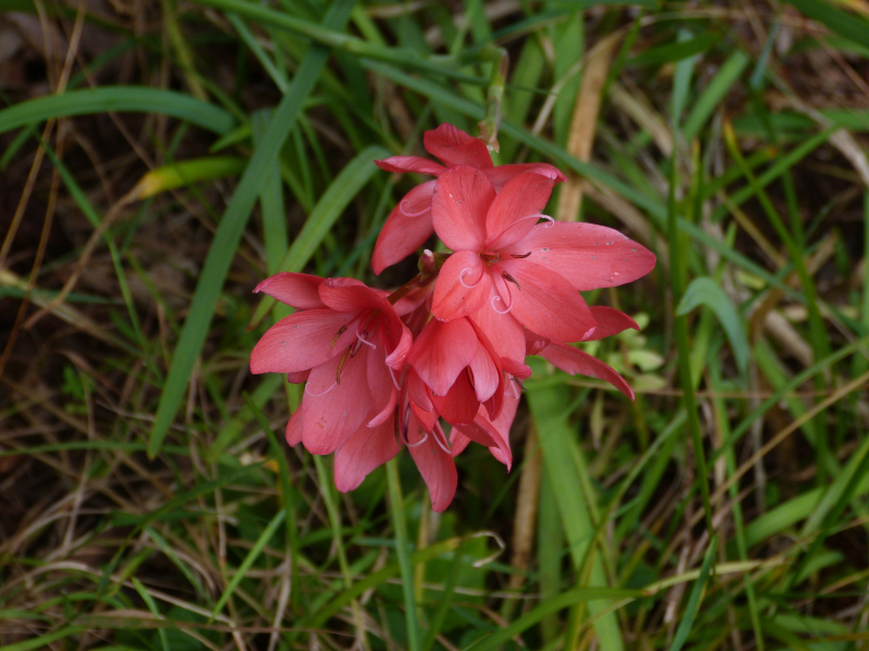 Hesperantha from seed.JPG