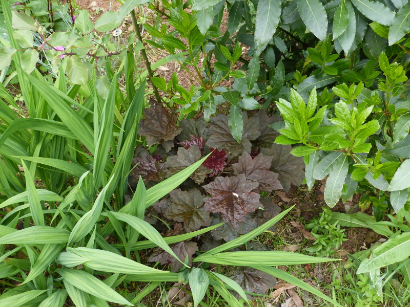 Heuchera 1.JPG