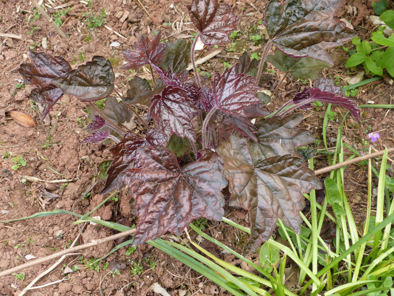 Heuchera 2.JPG