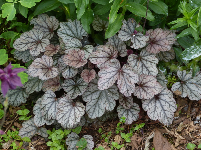 Heuchera 2.JPG