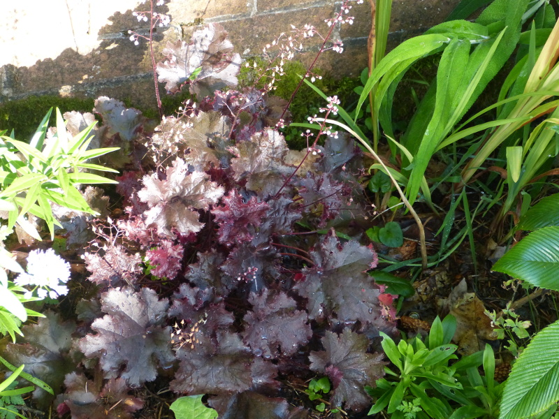 Heuchera 2017.JPG