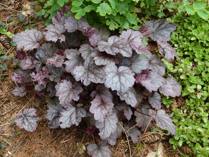 Heuchera 3.JPG