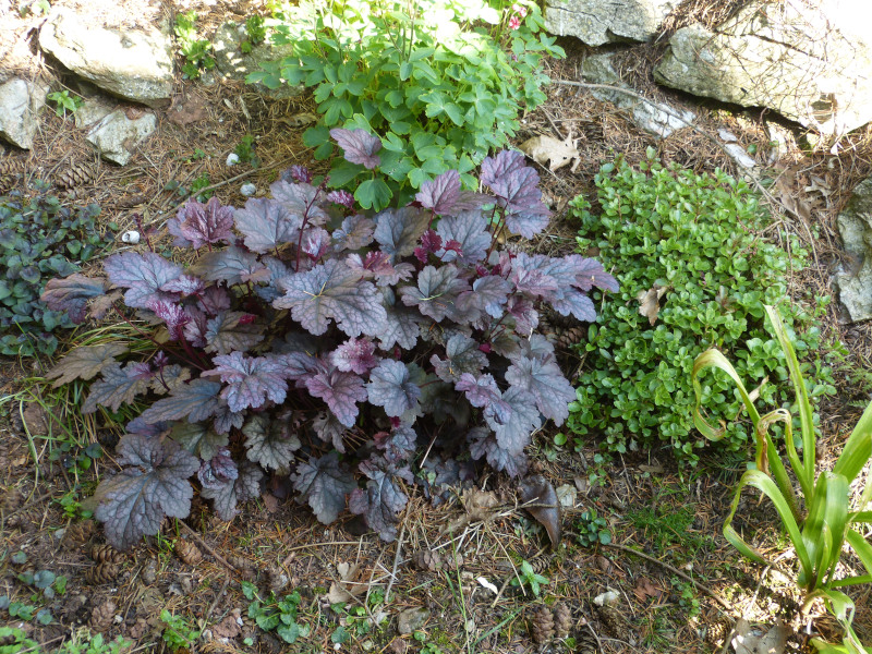 Heuchera.JPG