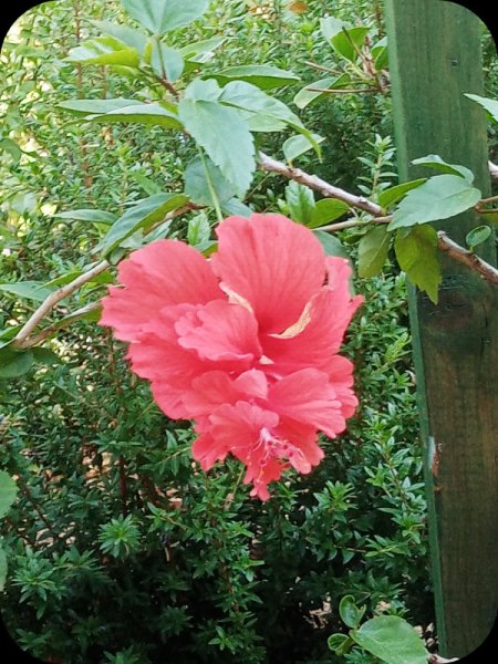 Hib Pagoda 4a 20 Jul 23.jpg