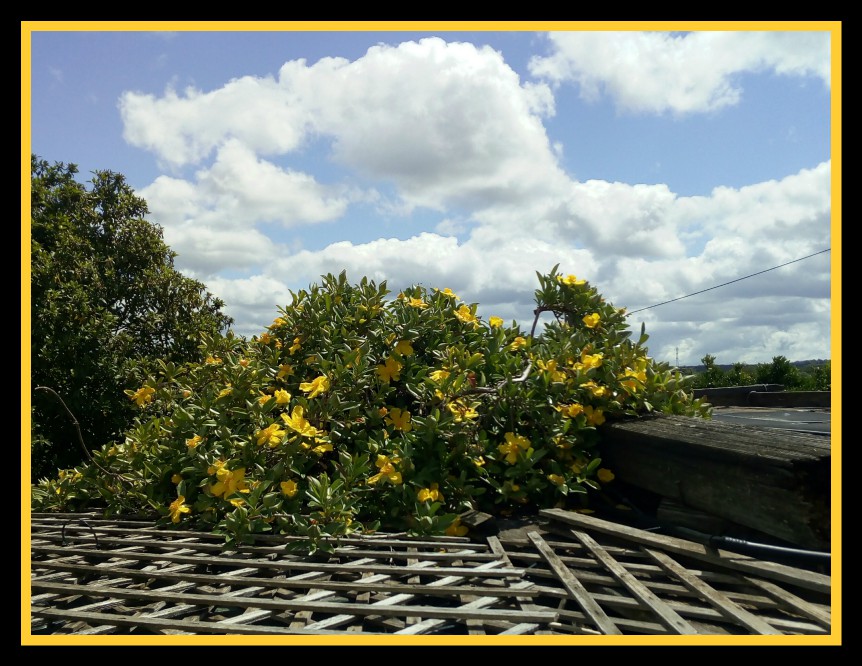 Hibbertia 27 Apr 20.jpg