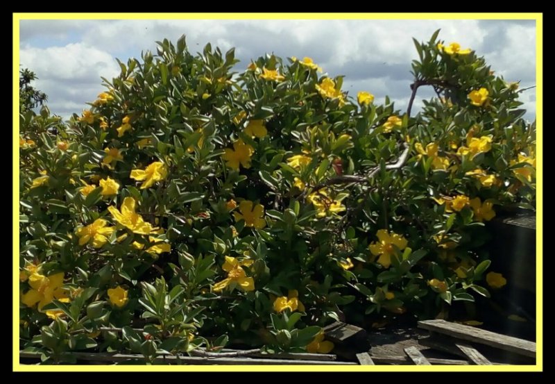 Hibbertia2 27 Apr 20.jpg