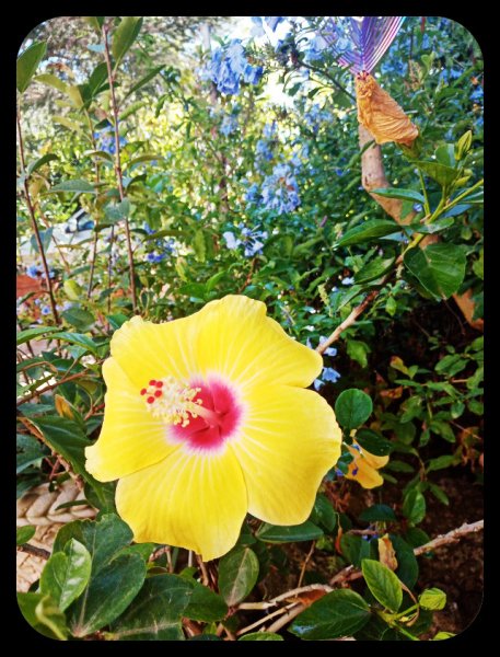 Hibiscus April 4 Sep 22 .jpg