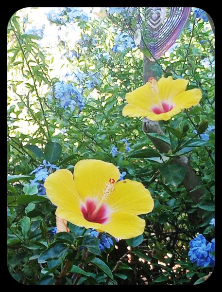 Hibiscus BD Plumbago 31 Aug 22.jpg