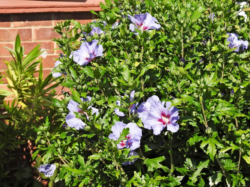 Hibiscus Bluebird.JPG