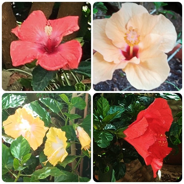 Hibiscus collage 4 Jun 24.jpg