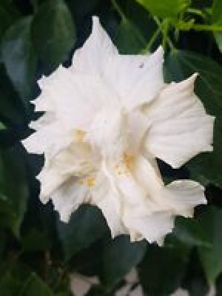 Hibiscus Double White.jpg