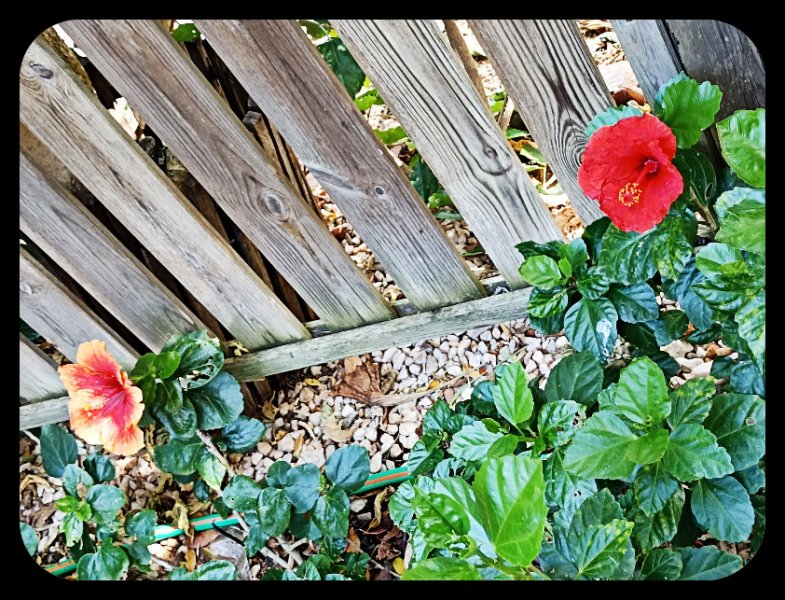 Hibiscus Duo 30 May 23.jpg