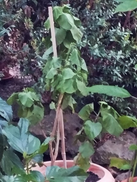 Hibiscus Hera rePotted 23 Oct 24.jpg