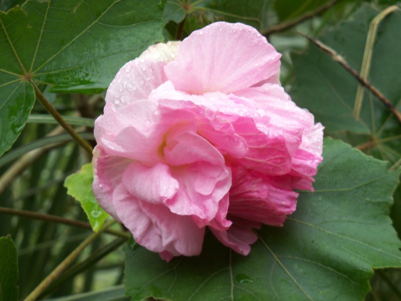 Hibiscus mutalibis.JPG