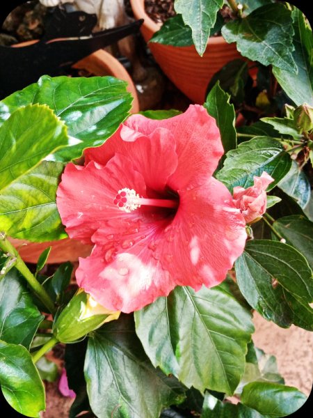 Hibiscus Odonicus Orange 1 May 24.jpg