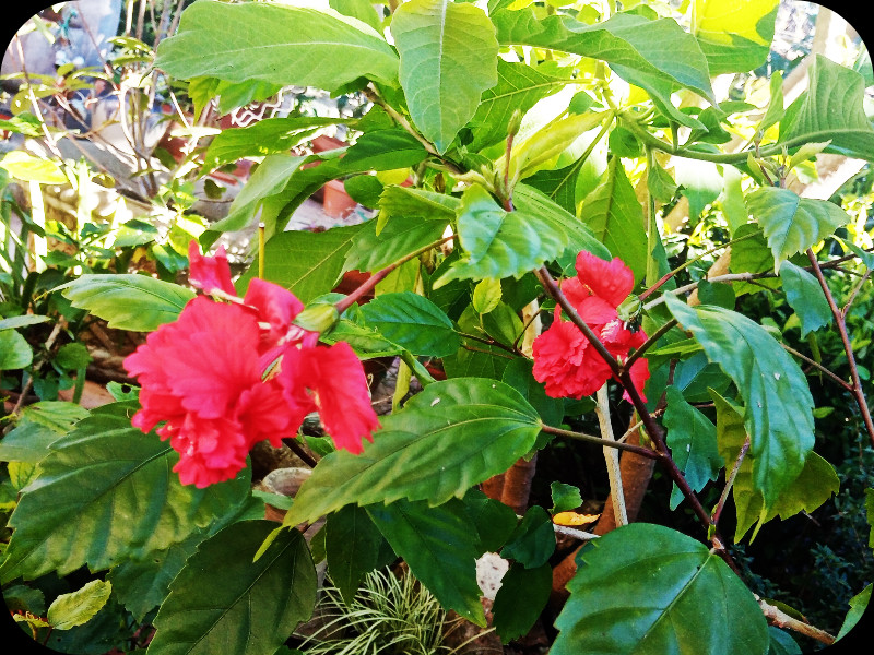 Hibiscus Pagoda 17 Dec 23.jpg