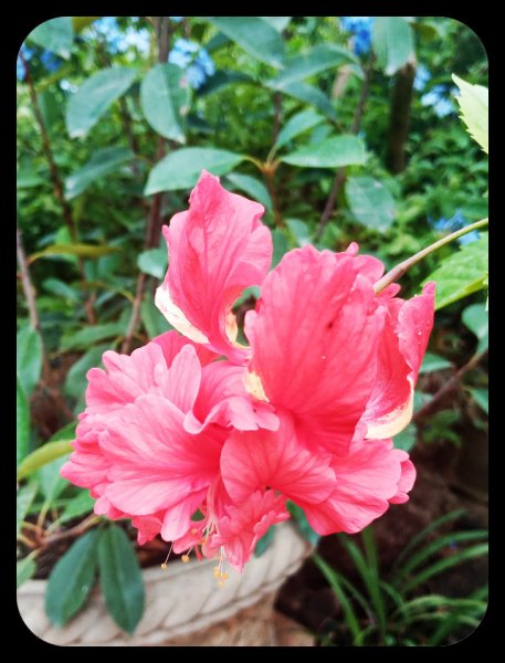 Hibiscus Pagoda Red 29 Aug 22.jpg