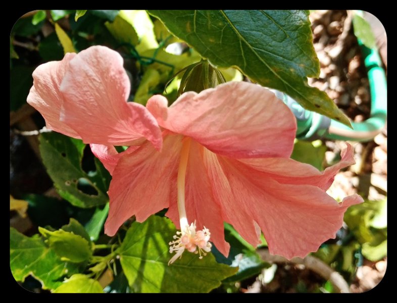 Hibiscus Peach 13 Mar 23.jpg