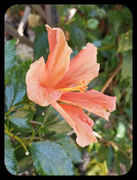 Hibiscus Peach 23 Apr 23.jpg