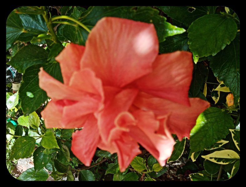 Hibiscus Peach Double 22 Feb 23.jpg