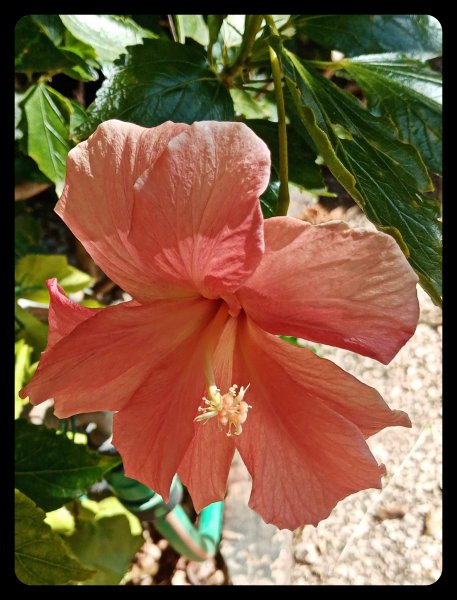 Hibiscus Peach Single 13 Mar 23.jpg