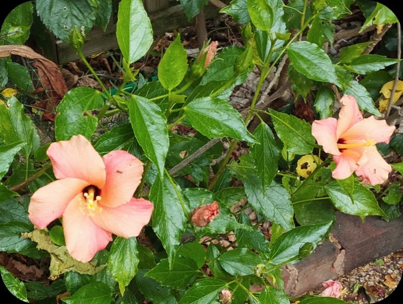 Hibiscus Peach2 19 May 24.jpg