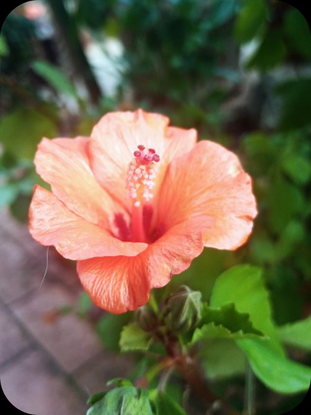 Hibiscus Petit Sunrise 31 Dec 23.jpg