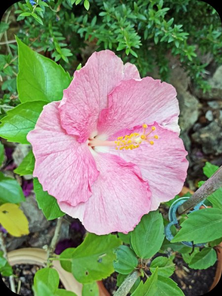 Hibiscus Pink2 21 Jul 23.jpg