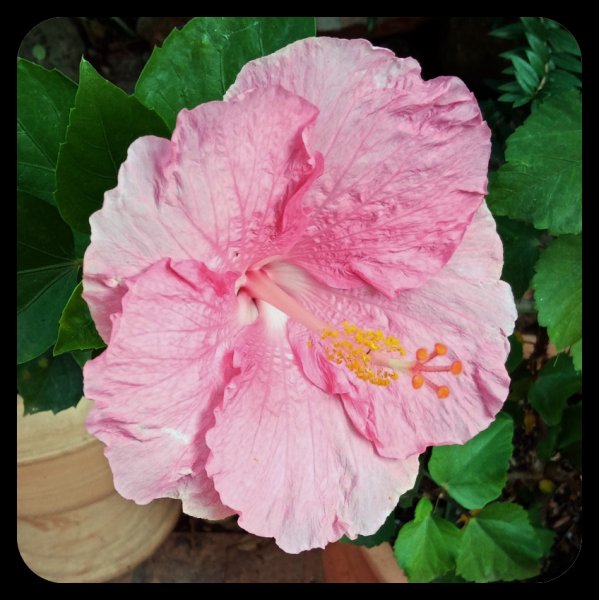 Hibiscus Pink3 9 Oct 22.jpg