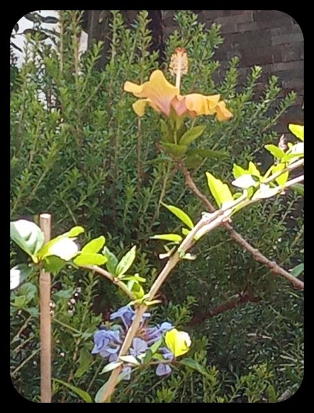 Hibiscus Plumbago 26 May 23.jpg