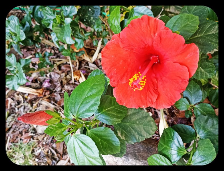 Hibiscus Red 17 Oct 22.jpg