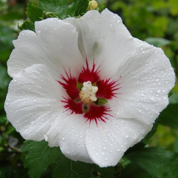 hibiscus-red-heartflower-web.jpg