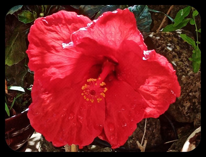 Hibiscus Red .jpg