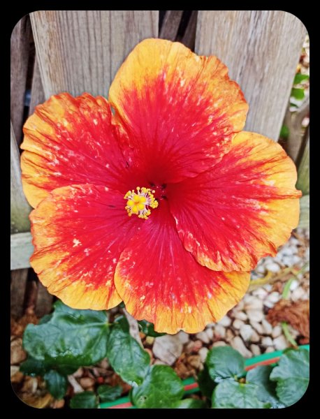 Hibiscus Red Orange 30 May 23.jpg