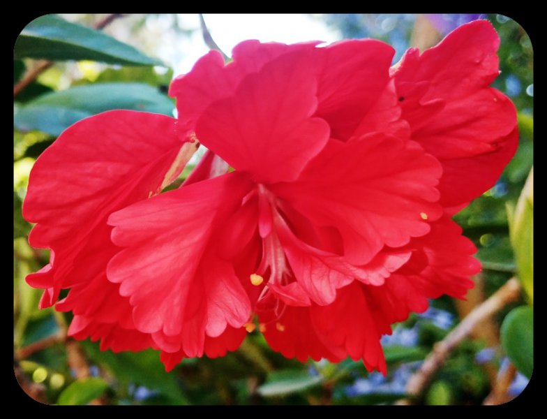 Hibiscus Red Pagoda 27 Aug 22.jpg