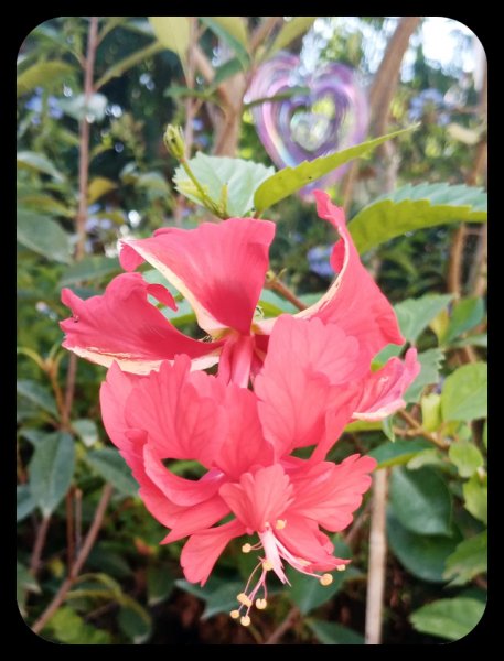 Hibiscus Red Pagoda 3 11 Sep 22.jpg