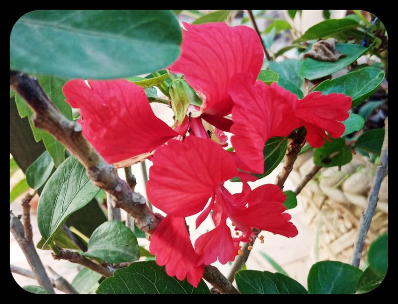 Hibiscus Red Pagoda4 11 Sep 22.jpg