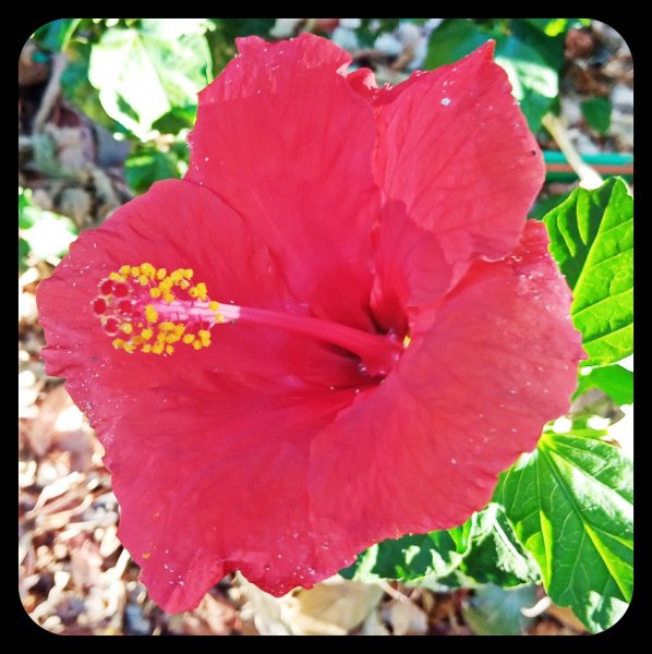 Hibiscus Red Single 4 Sep 22.jpg