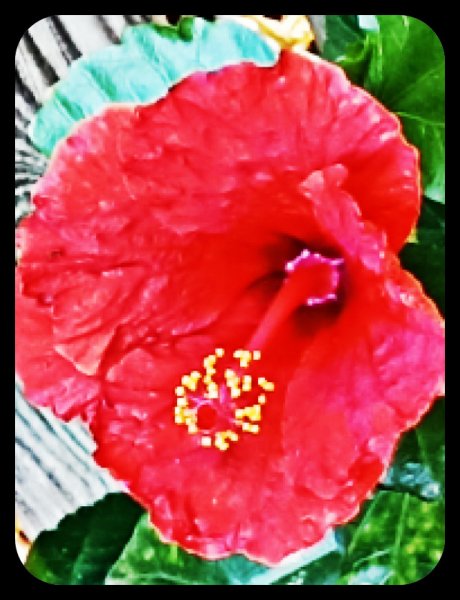 Hibiscus Red30 May 23(1).jpg