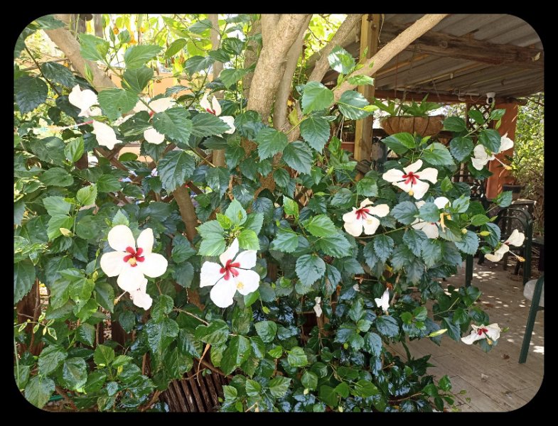 Hibiscus White 25 Jun 23.jpg