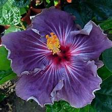 Hibiscus12.jpeg