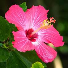 Hibiscus8.jpeg