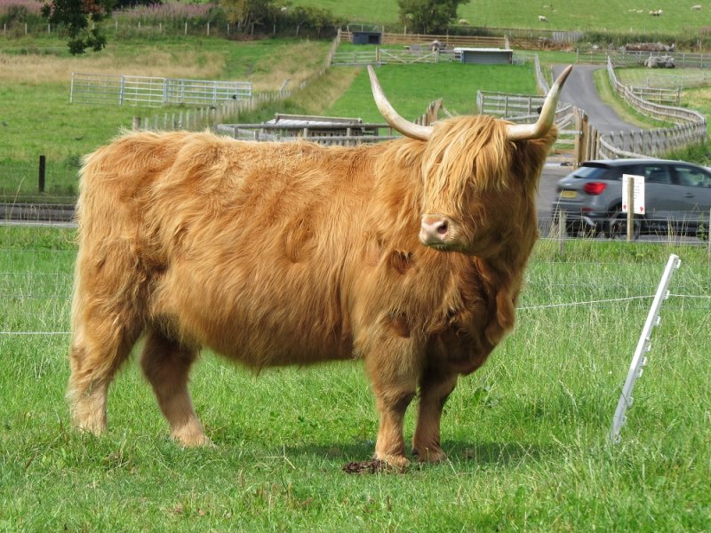 Highland Cow (1).JPG