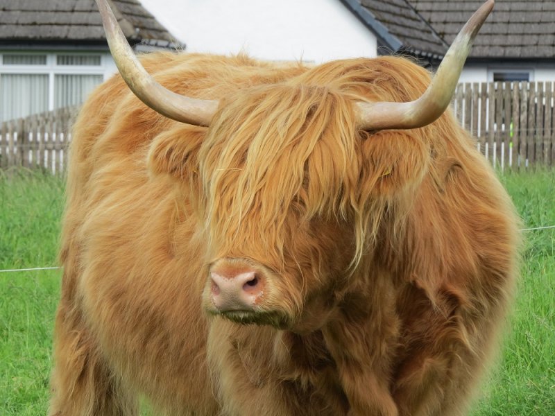 Highland Cow (2).JPG