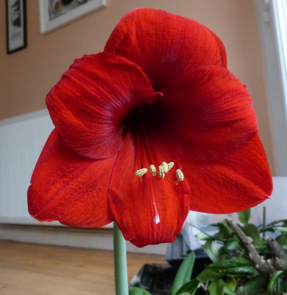 Hippeastrum.JPG