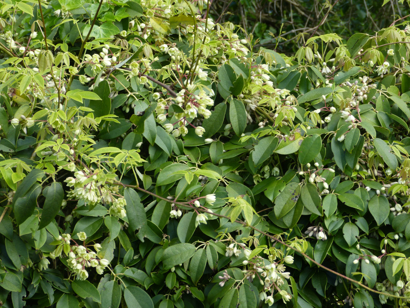 Holboellia coriacea.JPG