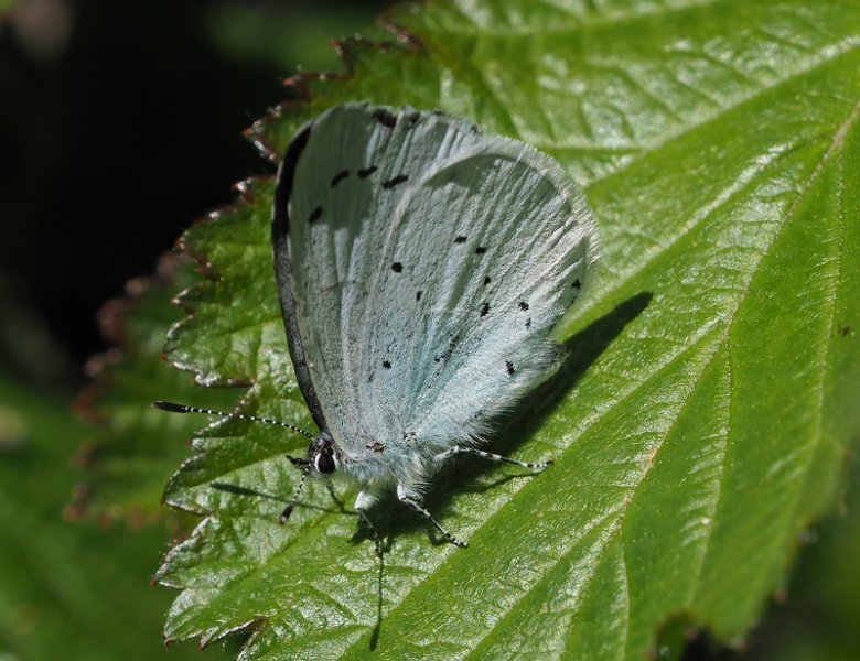 holly Blue 2020C.jpg