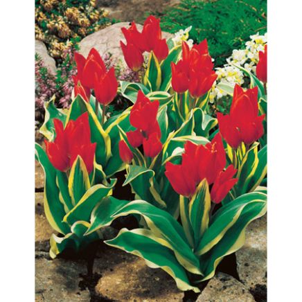 Home Tulip bulbs Tulip Specie praestans Unicum.jpg