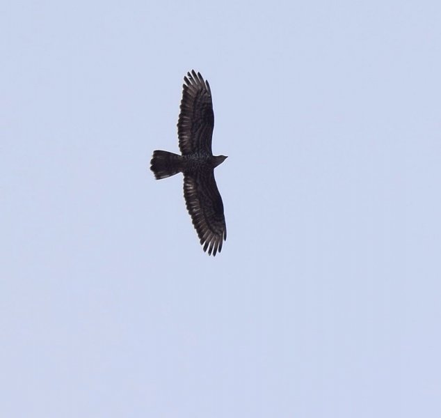 Honey Buzzard.jpg